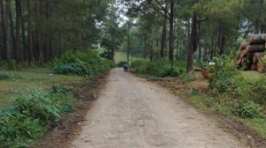 Penebangan pohon di desa mokaha, tegal.